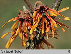 Hamamelis ×intermedia (oczar pośredni)