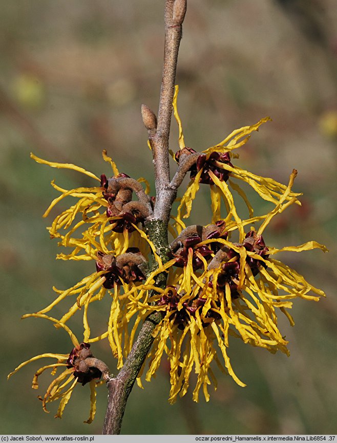 Hamamelis ×intermedia (oczar pośredni)