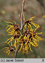 Hamamelis ×intermedia (oczar pośredni)