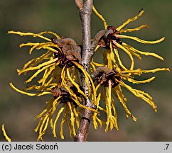 Hamamelis ×intermedia (oczar pośredni)