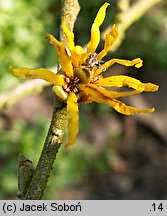 Hamamelis ×intermedia (oczar pośredni)