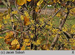 Hamamelis virginiana (oczar wirginijski)