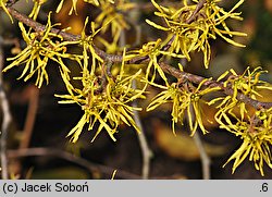 Hamamelis virginiana (oczar wirginijski)