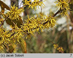 Hamamelis virginiana (oczar wirginijski)