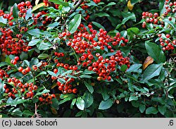 Pyracantha coccinea (ognik szkarłatny)