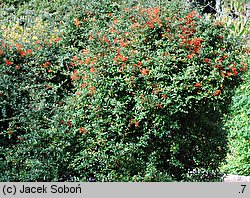 Pyracantha coccinea (ognik szkarłatny)