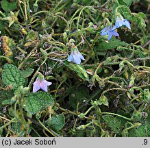 Borago pygmaea