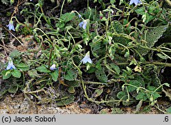 Borago pygmaea