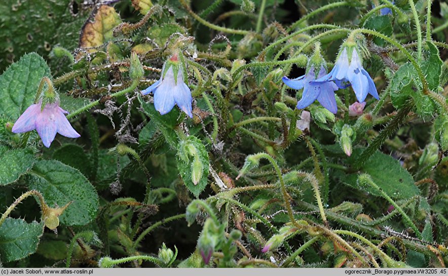 Borago pygmaea