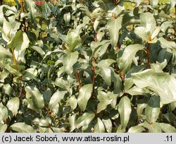 Elaeagnus commutata