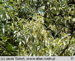 Elaeagnus angustifolia (oliwnik wąskolistny)