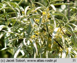 Elaeagnus angustifolia (oliwnik wąskolistny)