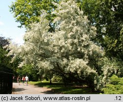 Elaeagnus angustifolia (oliwnik wąskolistny)