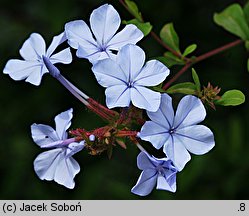 Plumbago auriculata (ołownik uszkowaty)