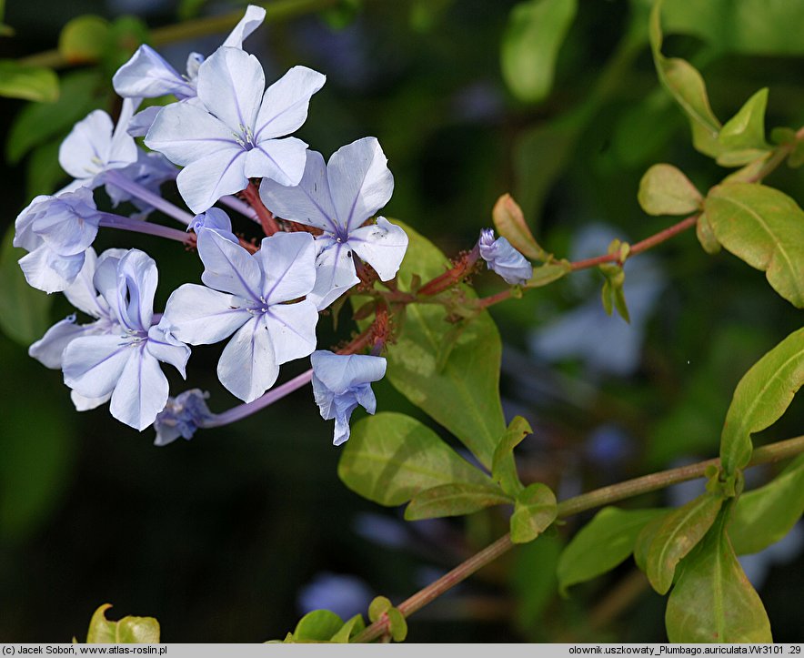 Plumbago auriculata (ołownik uszkowaty)