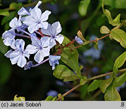 Plumbago auriculata (ołownik uszkowaty)