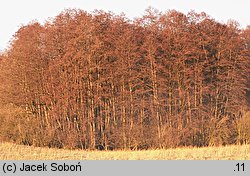 Alnus glutinosa (olsza czarna)