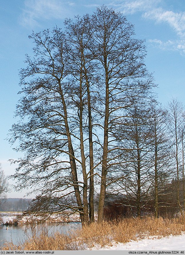 Alnus glutinosa (olsza czarna)