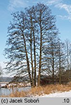 Alnus glutinosa (olsza czarna)