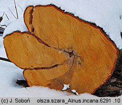 Alnus incana (olsza szara)