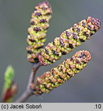 Alnus viridis (olsza zielona)