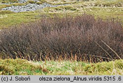 Alnus viridis (olsza zielona)