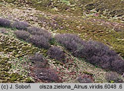 Alnus viridis (olsza zielona)