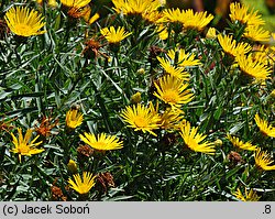 Inula ensifolia (oman wąskolistny)