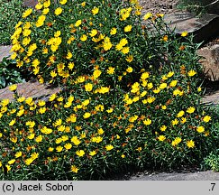 Inula ensifolia (oman wąskolistny)