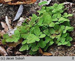 Onoclea sensibilis (onoklea wrażliwa)