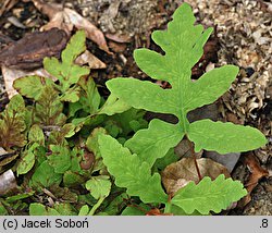 Onoclea sensibilis (onoklea wrażliwa)