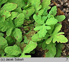 Onoclea sensibilis (onoklea wrażliwa)