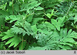 Onoclea sensibilis (onoklea wrażliwa)