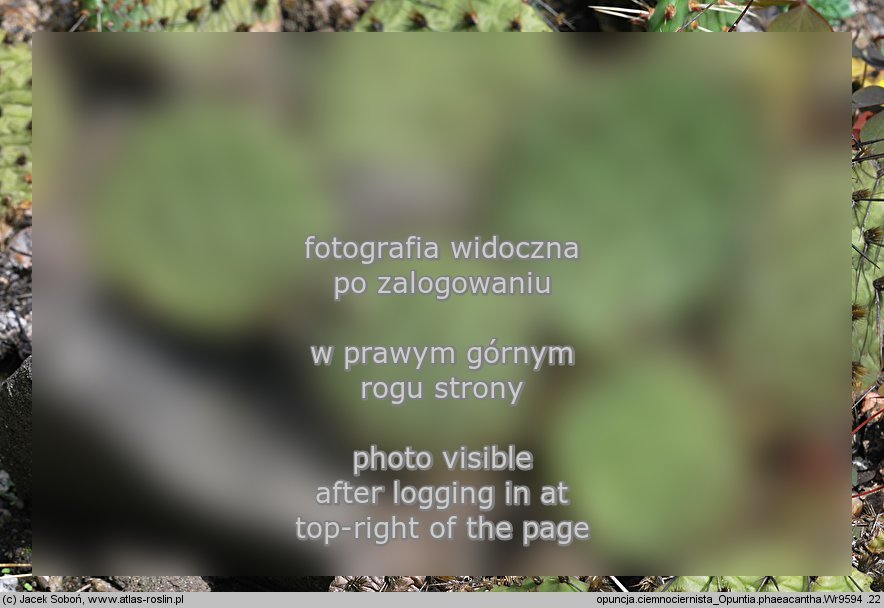 Opuntia phaeacantha (opuncja ciemnociernista)