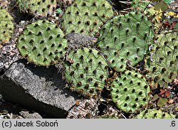 Opuntia phaeacantha (opuncja ciemnociernista)