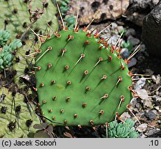 Opuntia phaeacantha (opuncja ciemnociernista)