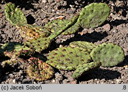 Opuntia humifusa (opuncja płożąca)