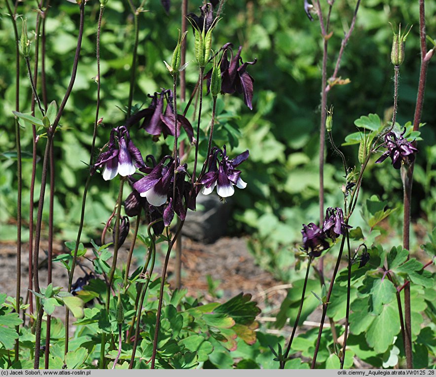 Aquilegia atrata (orlik ciemny)