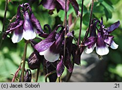 Aquilegia atrata (orlik ciemny)