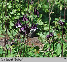 Aquilegia atrata (orlik ciemny)