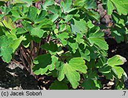 Aquilegia atrata (orlik ciemny)