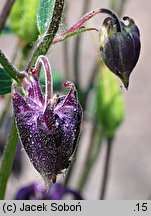 Aquilegia atrata (orlik ciemny)