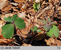 Aquilegia vulgaris (orlik pospolity)