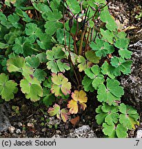 Aquilegia flabellata (orlik wachlarzowaty)