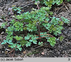 Aquilegia viridiflora (orlik zielonawy)