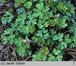 Aquilegia viridiflora (orlik zielonawy)