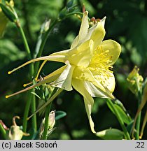 Aquilegia ×hybrida Maxi