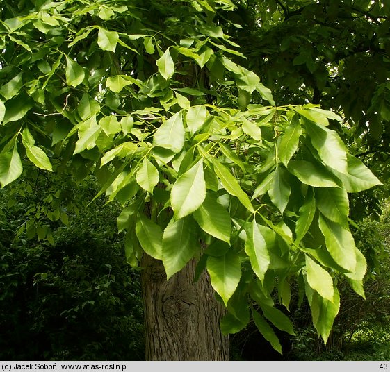 Carya ovata