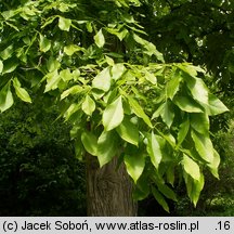 Carya ovata