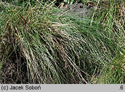 Stipa lessingiana (ostnica Lessinga)